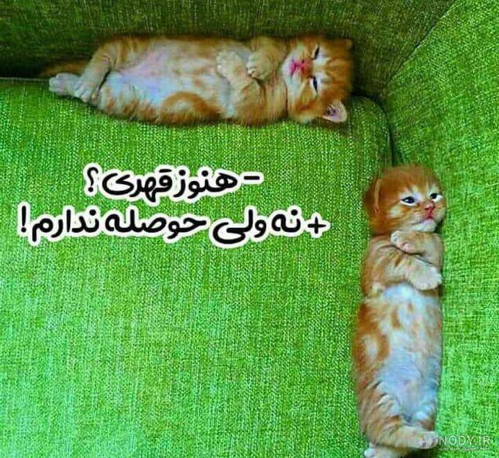 عکس خفن عکس گربه ای که قهر کرده