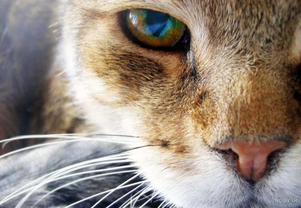 انواع چشم گربه