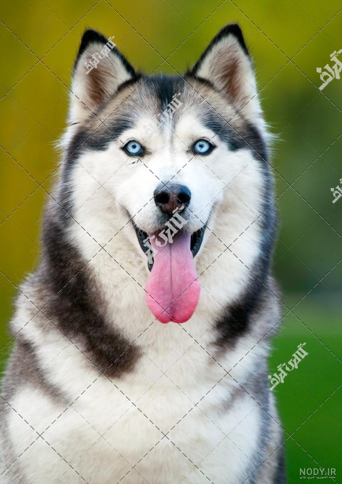 توله سگ نژاد توله سگ نژاد