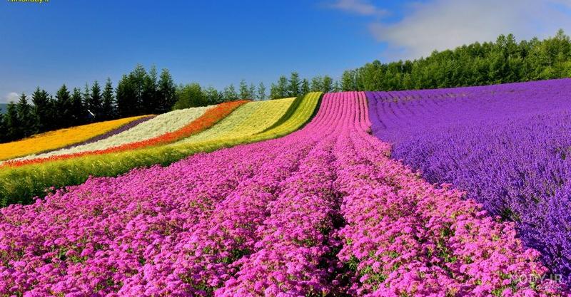 جاهای دیدنی ژاپن