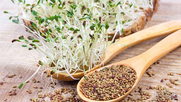 جوانه یونجه برای چاقی نی نی سایت جوانه یونجه برای چاقی نی نی سایت