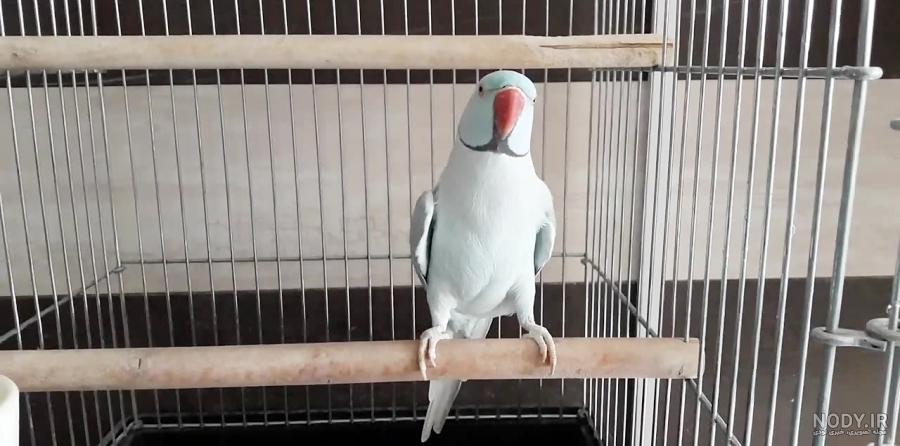 جوجه طوطی ملنگو آبی جوجه طوطی ملنگو آبی