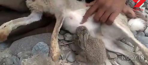 خرگوش ایرانی