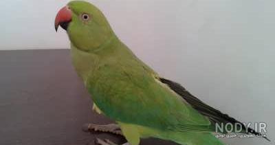 خرید طوطی ملنگو آبی خرید طوطی ملنگو آبی