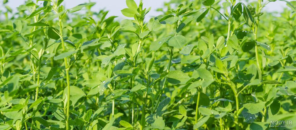 خواص یونجه برای پوست و مو