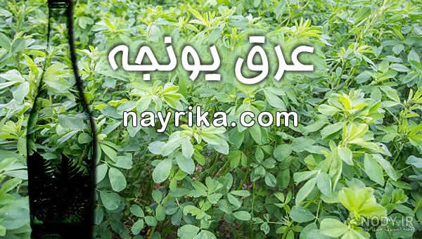 درآمد کاشت یونجه