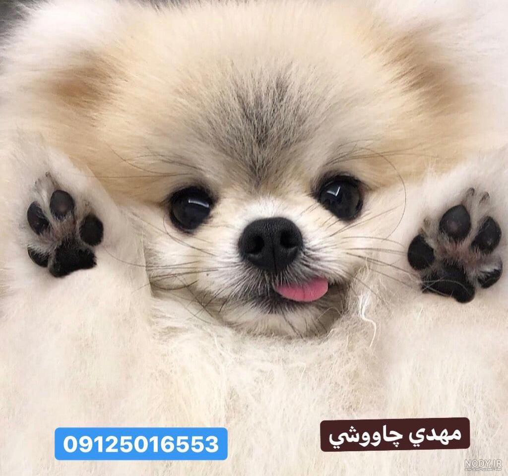دیجیکالا سگ جیبی