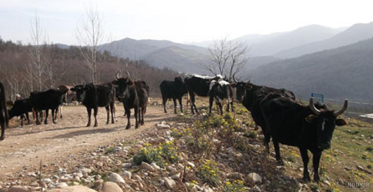 روستاهای معروف طالقان روستاهای معروف طالقان