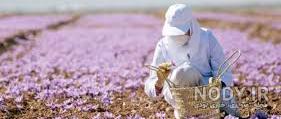 سم قارچ کش زعفران سم قارچ کش زعفران