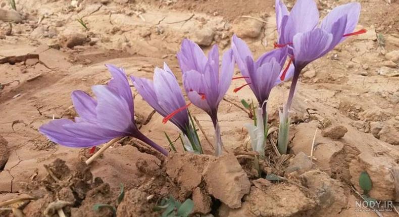 سم کنه پیاز زعفران سم کنه پیاز زعفران