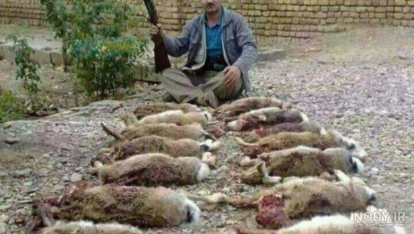 شکار خرگوش در زمستان