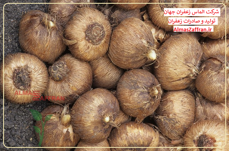 ضدعفونی بذر پیاز ضدعفونی بذر پیاز