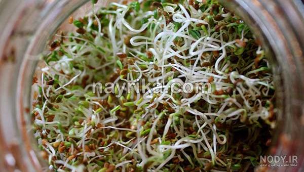 طریقه مصرف عرق یونجه طریقه مصرف عرق یونجه