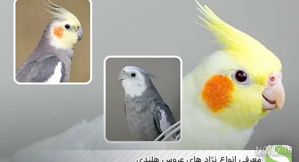 عروس هلندی آلبینو