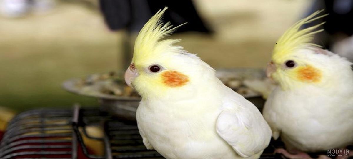 عروس هلندی ابلق