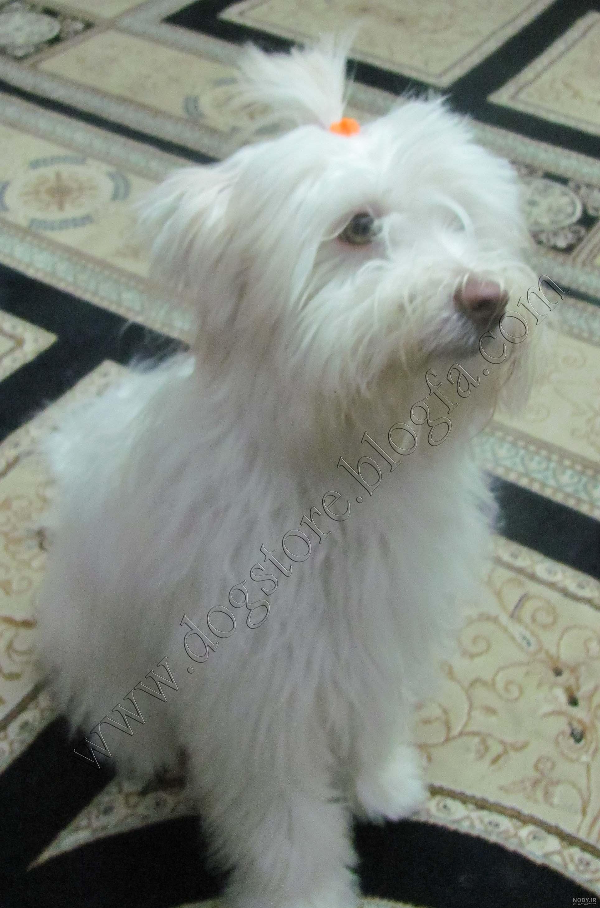 عمر سگ ژرمن