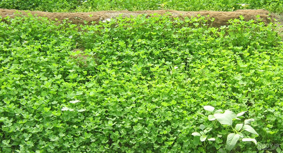 عوارض عرقیات یونجه عوارض عرقیات یونجه