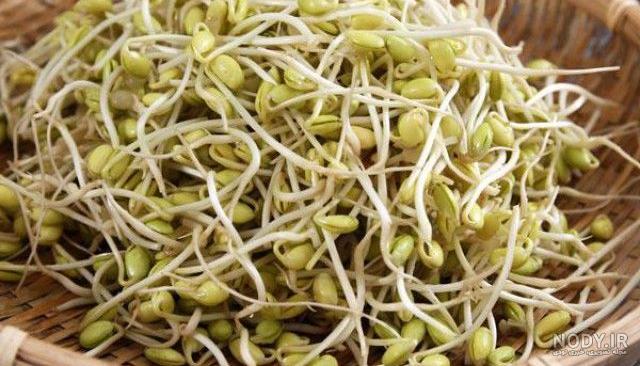عوارض یونجه عوارض یونجه