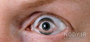 عکس اسب تک شاخ عروسکی