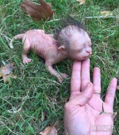 عکس بچه حیوانات ناز عکس بچه حیوانات ناز