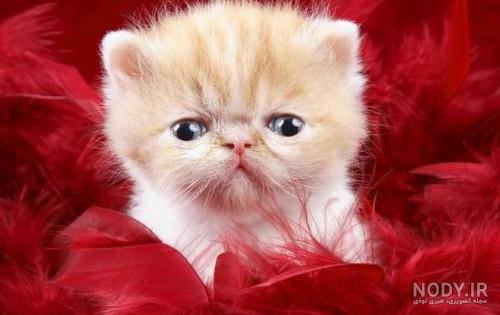 عکس بچه حیوانات وحشی عکس بچه حیوانات وحشی