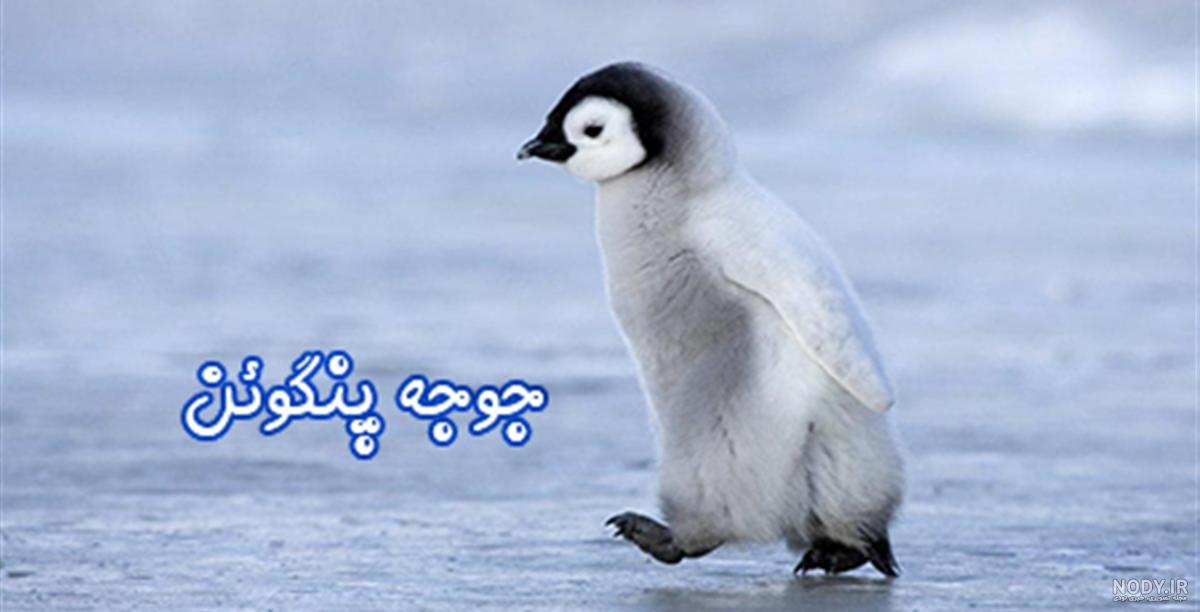 عکس بچه پنگوئن های زیبا