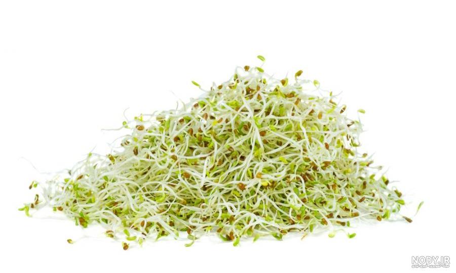 عکس جوانه یونجه عکس جوانه یونجه