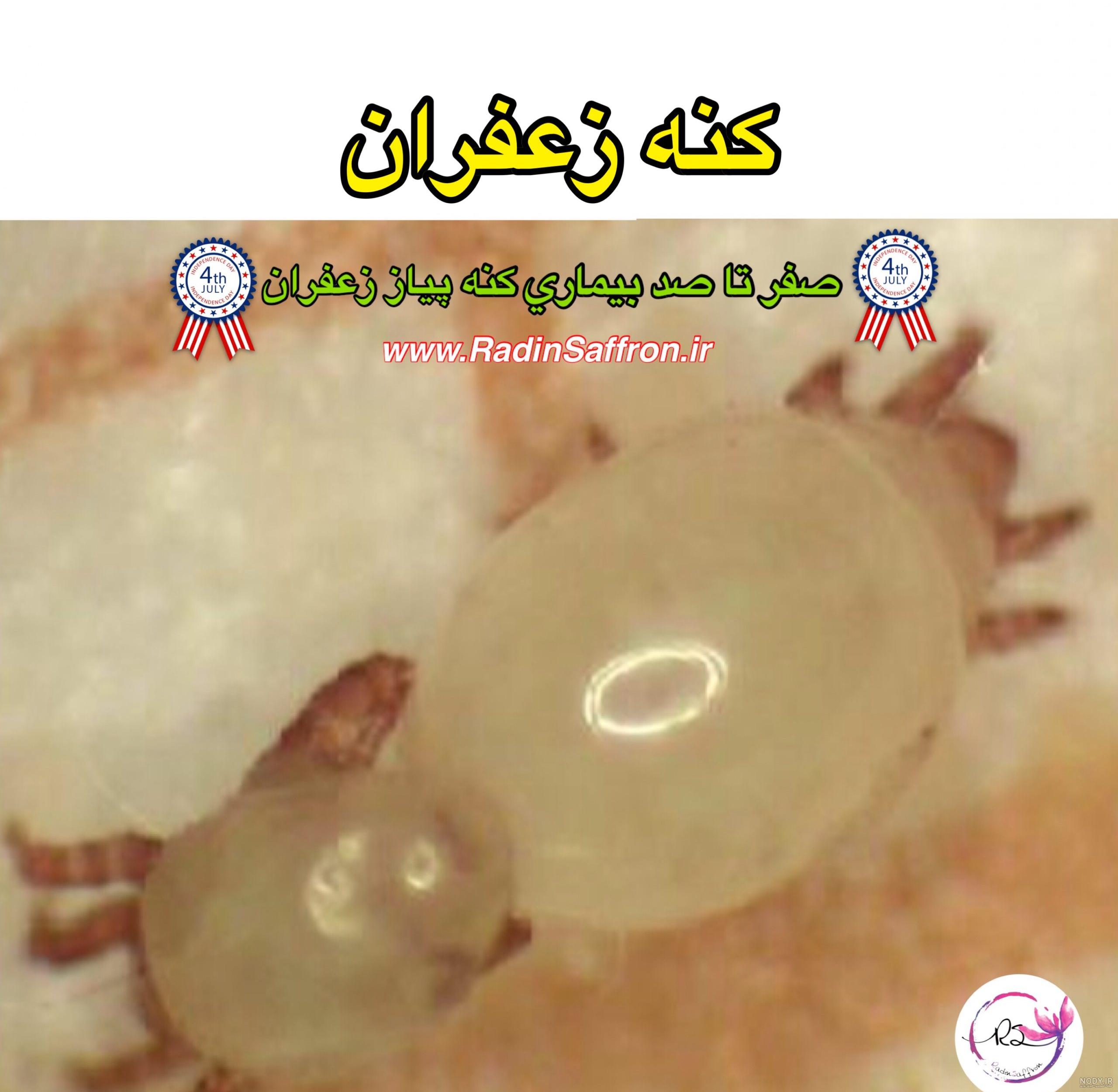عکس خشک کن زعفران عکس خشک کن زعفران