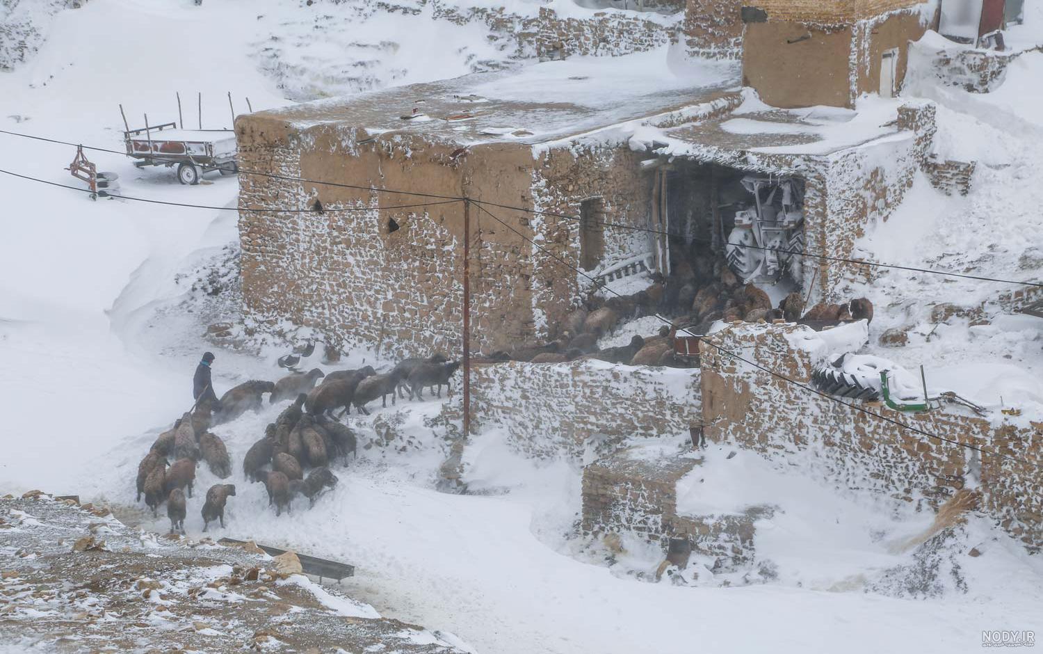 عکس درخت زمستانی