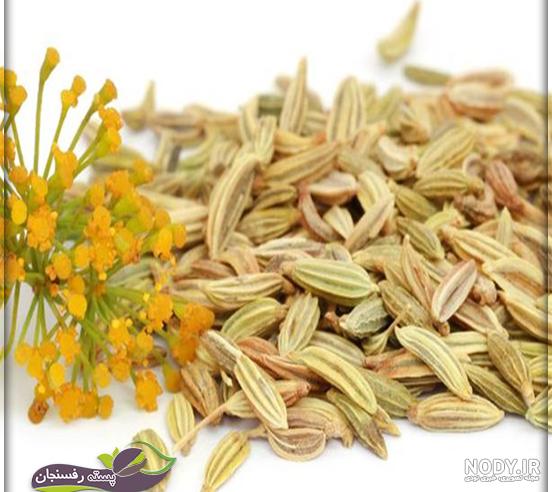 عکس رازیانه عکس رازیانه