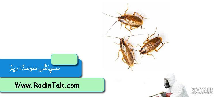 عکس سوسک واقعی عکس سوسک واقعی
