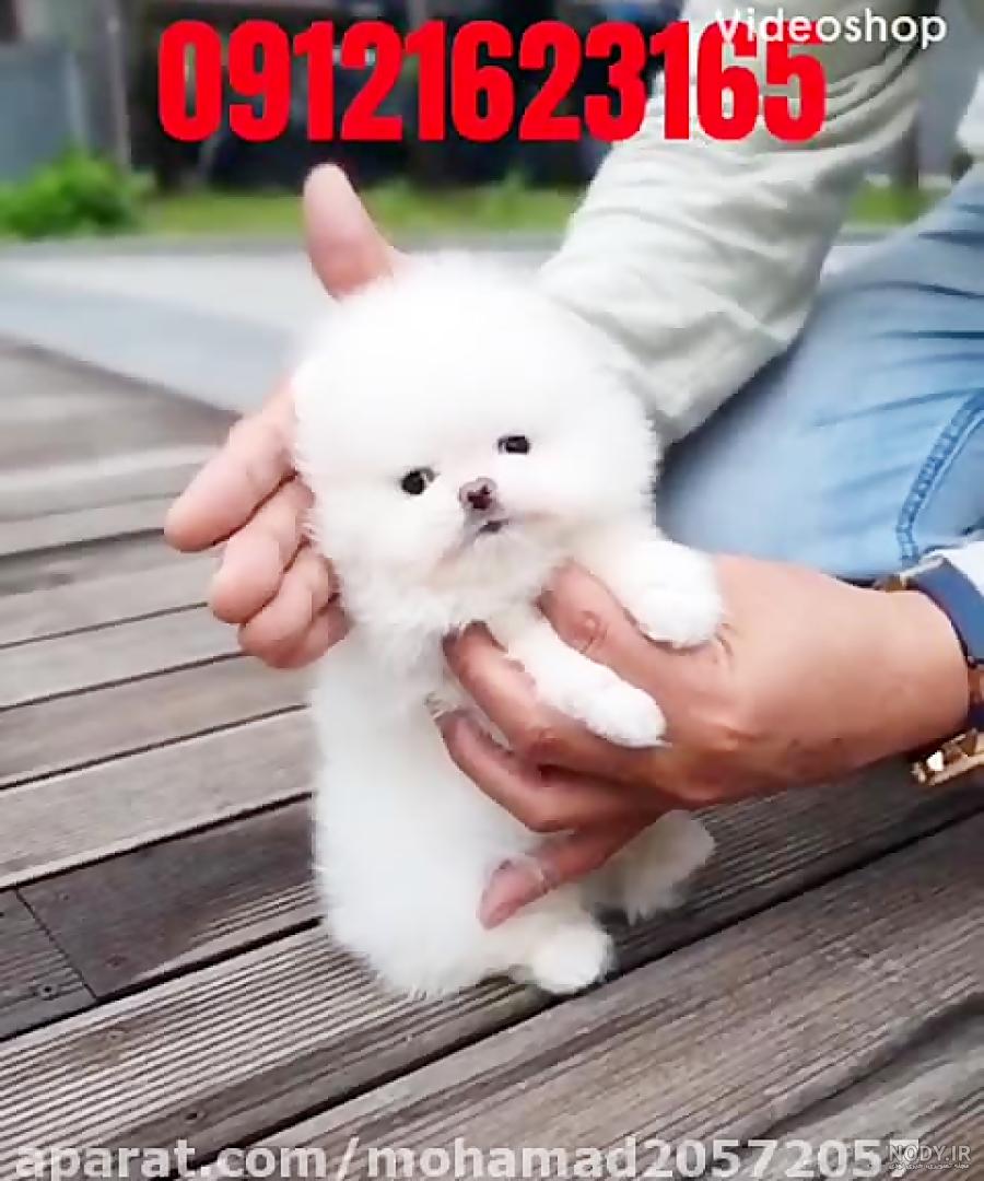 عکس سگ تو جیبی فروشی
