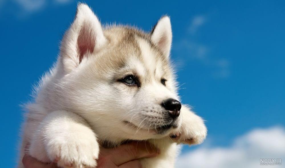 عکس سگ هاسکی برای پروفایل عکس سگ هاسکی برای پروفایل