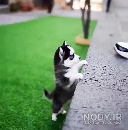 عکس سگ هاسکی توله عکس سگ هاسکی توله
