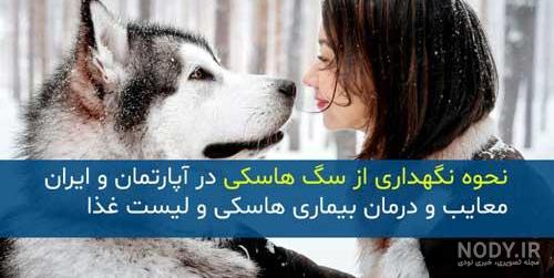 عکس سگ هاسکی وحشی عکس سگ هاسکی وحشی