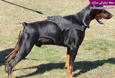 عکس سگ گرگی کوچک
