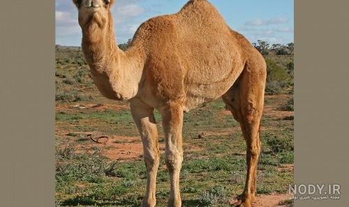 عکس شتر خواب
