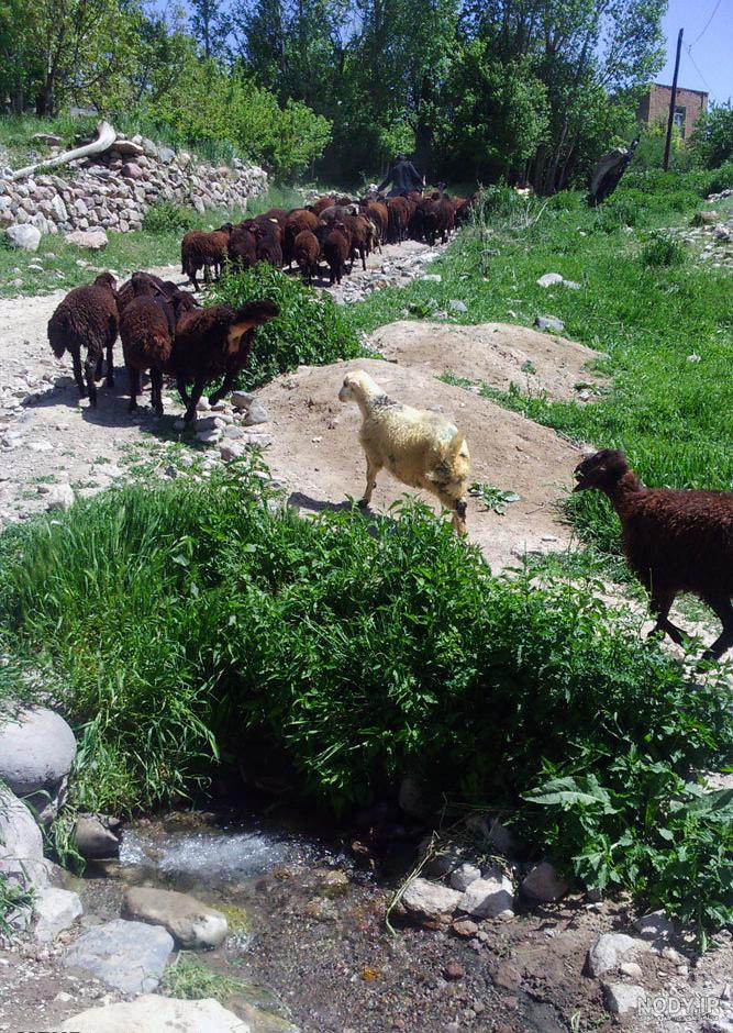 عکس طبیعت روستاها
