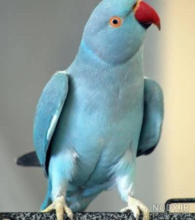 عکس طوطی ملنگو آبی