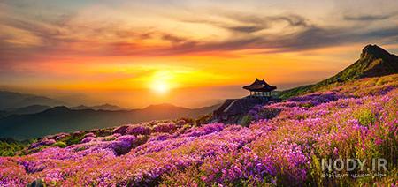 عکس غروب تنهایی