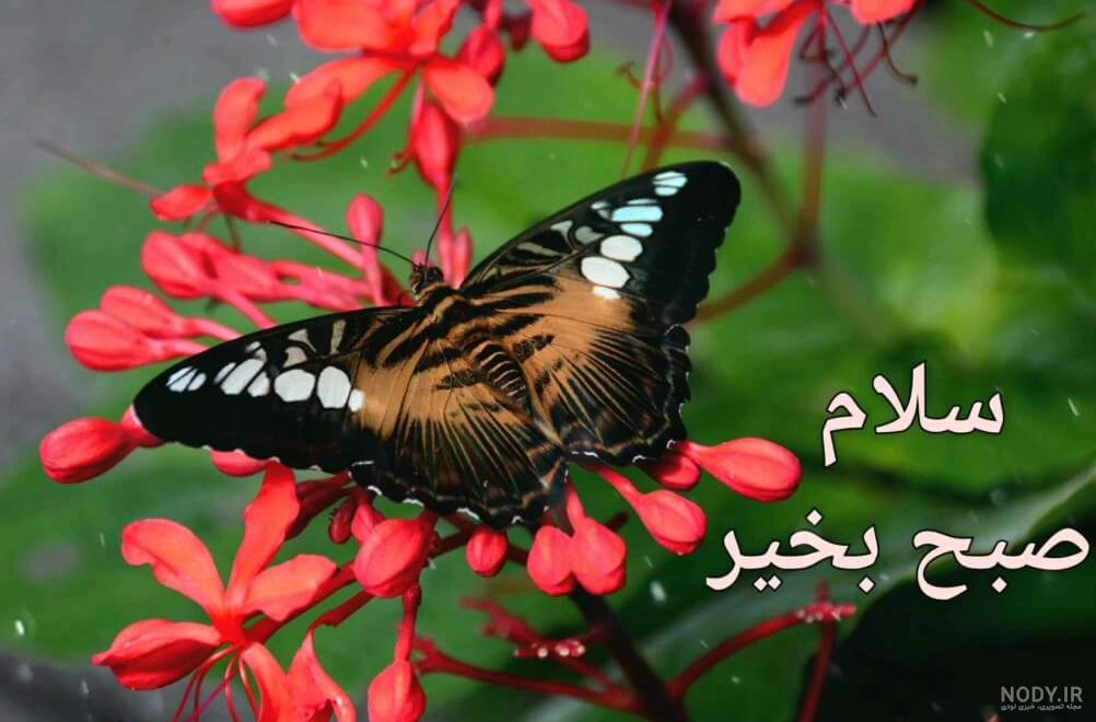 عکس متحرک صبح بخیر جمعه
