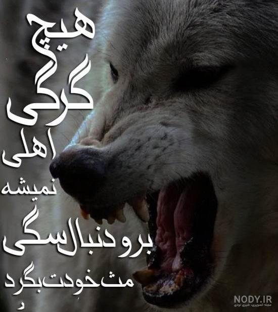 عکس نوشته گرگ عاشق آهویی شد عکس نوشته گرگ عاشق آهویی شد