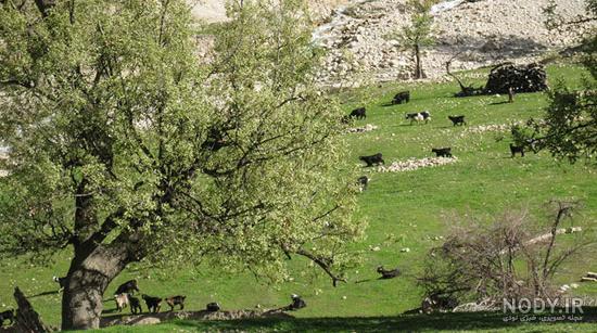 عکس هایی از زندگی روستایی