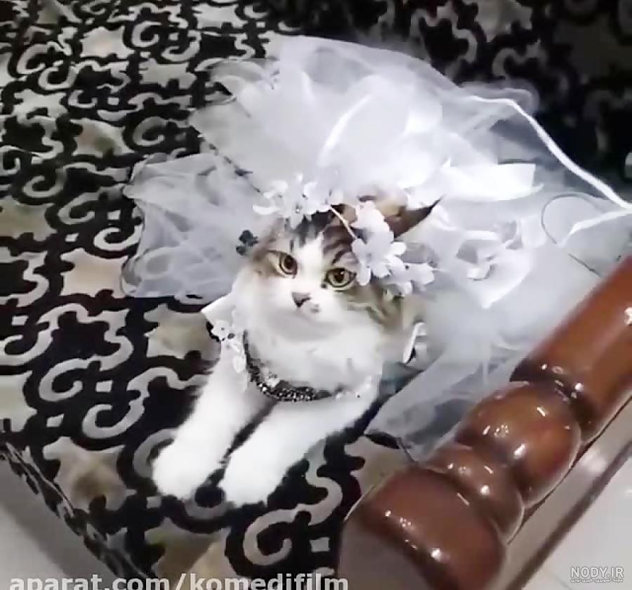 عکس گربه برای پروفایل پسرانه عکس گربه برای پروفایل پسرانه