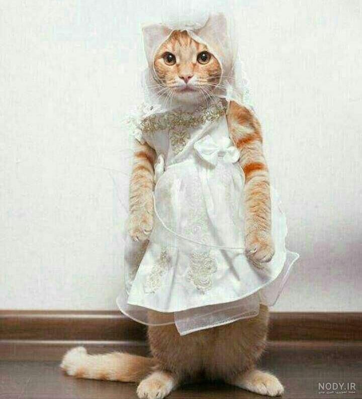 عکس گربه خانگی عکس گربه خانگی