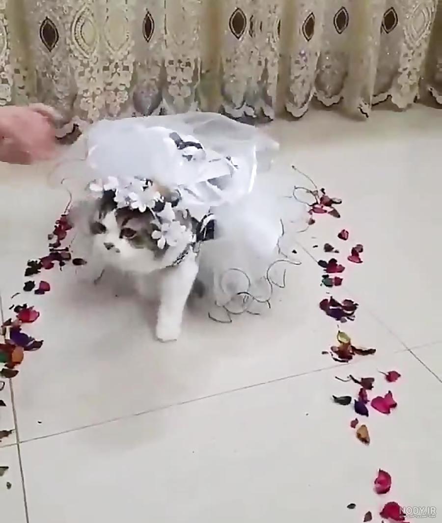 عکس گربه عروسکی برای تصویر زمینه عکس گربه عروسکی برای تصویر زمینه