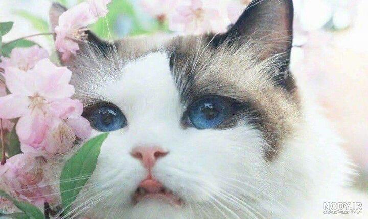 عکس گربه فانتزی عکس گربه فانتزی