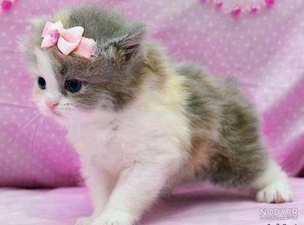 عکس گربه گوگولی عکس گربه گوگولی