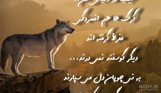 عکس گرگ آلفا عکس گرگ آلفا
