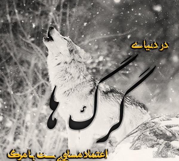 عکس گرگ با متن زیبا عکس گرگ با متن زیبا